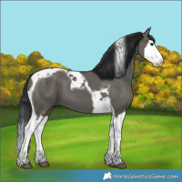 Horse Color:Grullo Splash Tobiano 