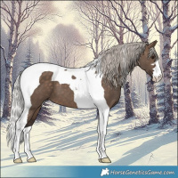 Horse Color:Silver Brown Dun Tobiano