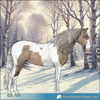 Horse Color:Silver Brown Dun Tobiano