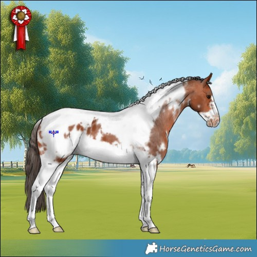 Horse Color:White Spotted Bay Tobiano Frame Appaloosa 