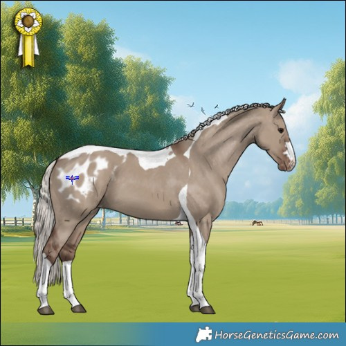 Horse Color:Silver Grullo Tobiano Appaloosa