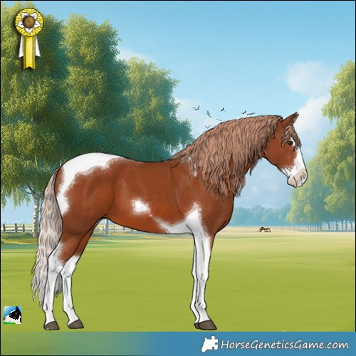 Horse Color:Chestnut Splash Tobiano 