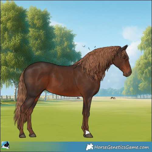 Horse Color:Liver Chestnut 