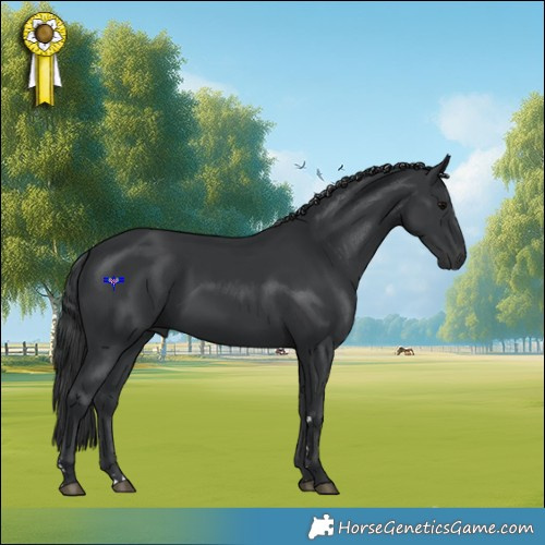 Horse Color:Black 
