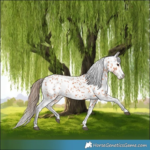 Horse Color:Bay Near Leopard 