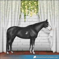 Horse Color:Black Sabino