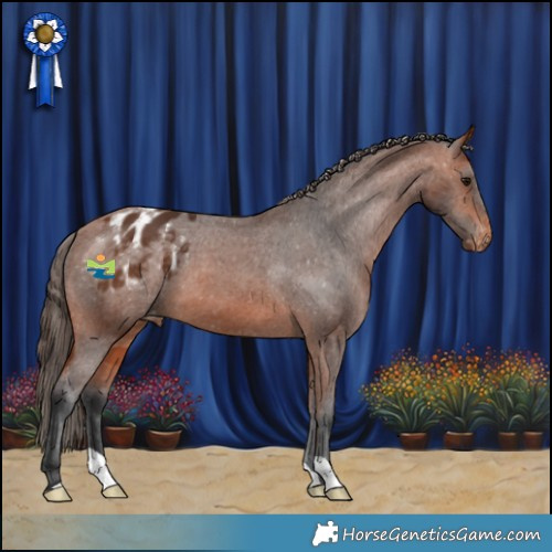 Horse Color:Bay Appaloosa 