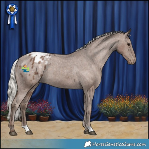 Horse Color:Silver Black Appaloosa 