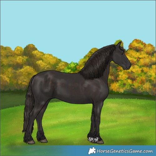 Horse Color:Liver Chestnut 