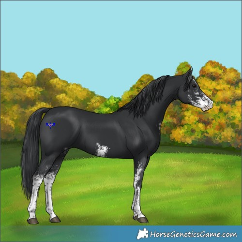 Horse Color:Black Sabino