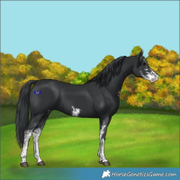 Horse Color:Black Sabino 