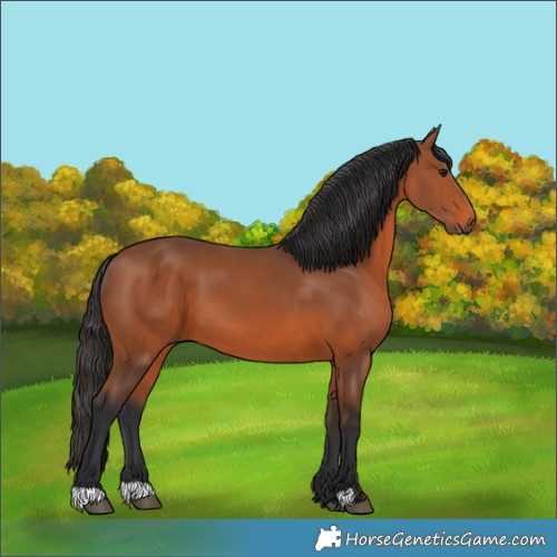 Horse Color:Bay 