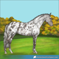 Horse Color:White Spotted Silver Black Appaloosa Rabicano  and White Spotted Silver Black Appaloosa Rabicano 