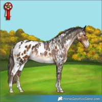 Horse Color:White Spotted Chocolate Palomino Appaloosa and White Spotted Liver Chestnut Appaloosa
