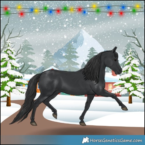 Horse Color:Black 