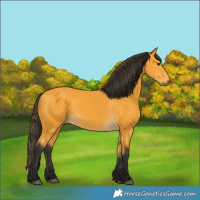 Horse Color:Buckskin 