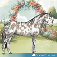 Horse Color:Brown Dun Sabino Appaloosa 