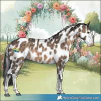 Horse Color:Brown Dun Sabino Appaloosa 