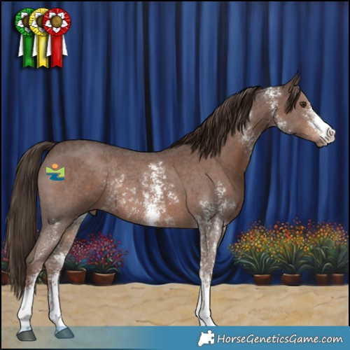 Horse Color:Liver Chestnut Sabino Rabicano 
