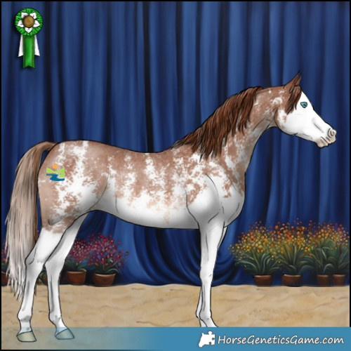 Horse Color:Chestnut Sabino Splash Rabicano 