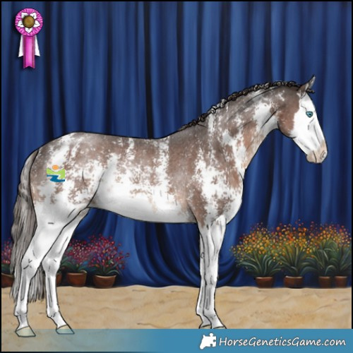 Horse Color:Liver Chestnut Sabino Splash Rabicano 