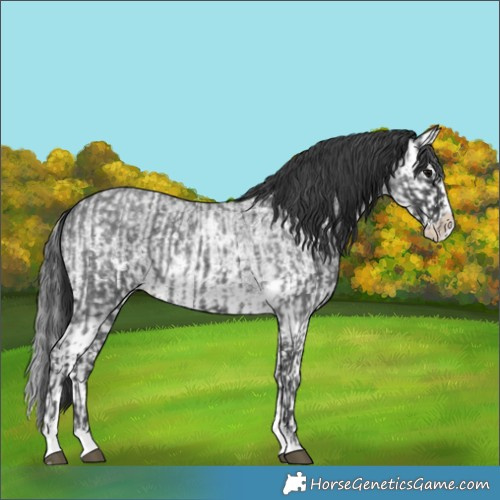 Horse Color:Blue Roan Sabino Splash  and Blue Roan Sabino Splash Rabicano