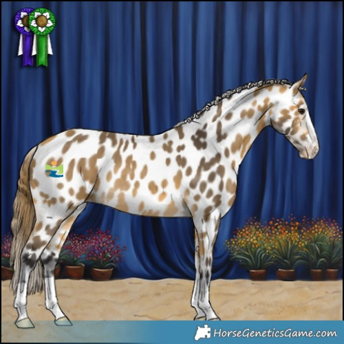 Horse Color:Buckskin Appaloosa Rabicano 