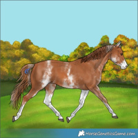 Horse Color:White Spotted Chestnut 