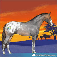 Horse Color:Buckskin Blanket