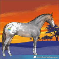 Horse Color:Buckskin Appaloosa 
