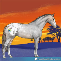 Horse Color:Buckskin Blanket