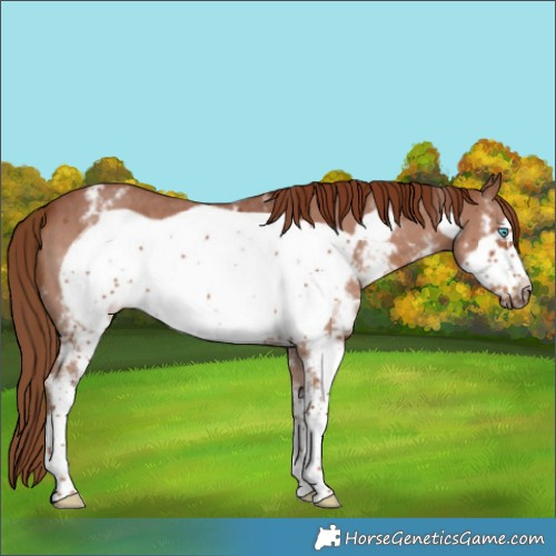 Horse Color:Chestnut Sabino Frame 