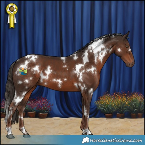 Horse Color:White Spotted Liver Chestnut 