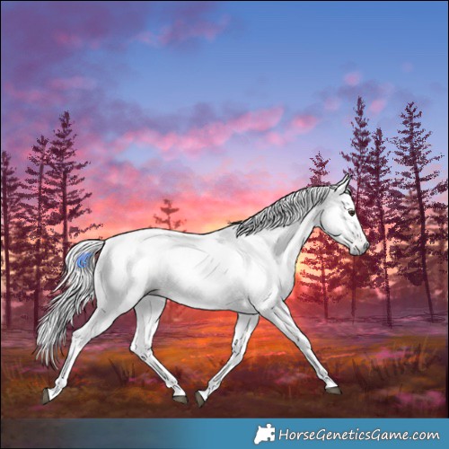 Horse Color:Gray White Spotted Chestnut 