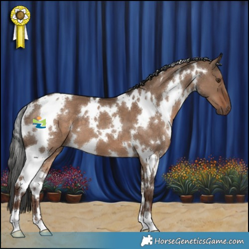 Horse Color:White Spotted Liver Red Dun 
