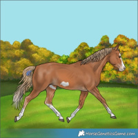 Horse Color:Chestnut Splash Frame