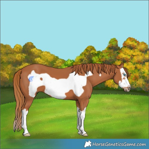 Horse Color:Chestnut Splash Frame