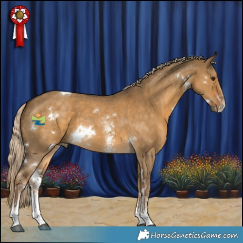 Horse Color:White Spotted Chocolate Palomino Dun Sabino 