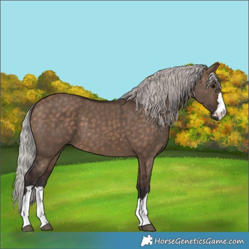 Horse Color:Silver Brown Dun 