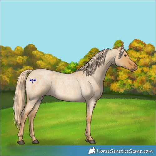 Horse Color:Palomino Roan Dun