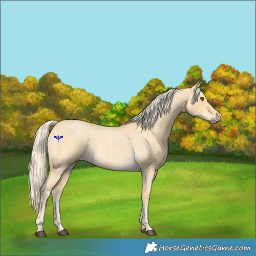 Horse Color:Palomino Roan Dun 