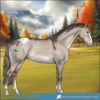 Horse Color:Liver Red Dun Mushroom Appaloosa 