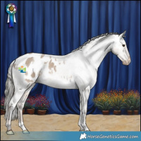 Horse Color:White Spotted Liver Red Dun Mushroom Appaloosa 