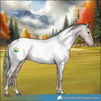 Horse Color:Liver Red Dun Mushroom Appaloosa 
