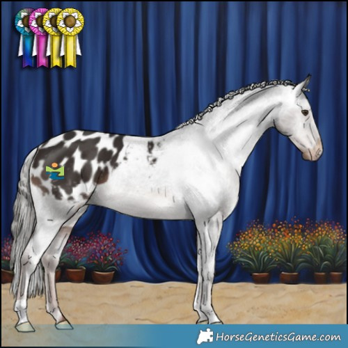Horse Color:Liver Chestnut Mushroom Appaloosa 