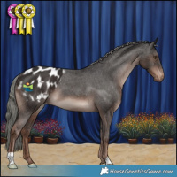 Horse Color:Liver Chestnut Mushroom Appaloosa 