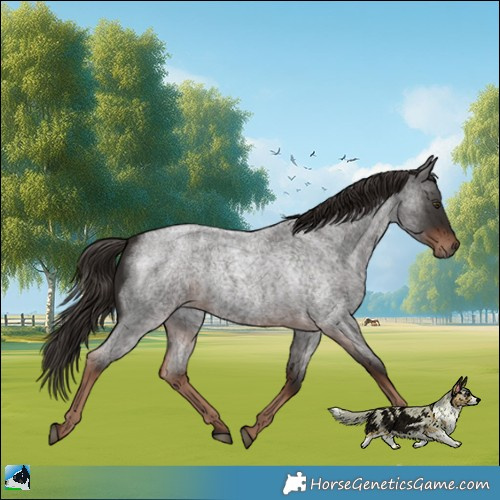 Horse Color:Liver Red Roan 