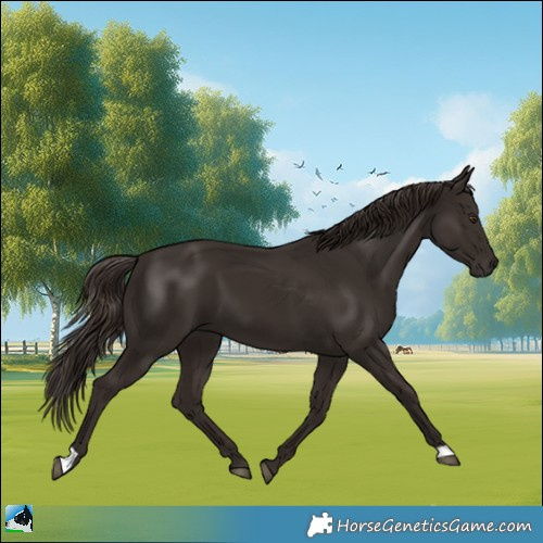 Horse Color:Liver Chestnut 