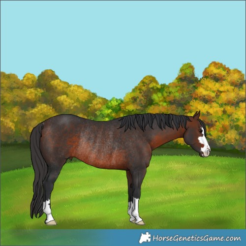 Horse Color:Brown Rabicano 