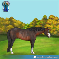 Horse Color:Brown Rabicano 
